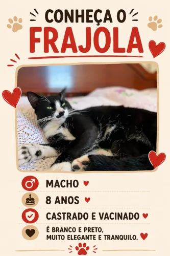 Gato frajola para doação