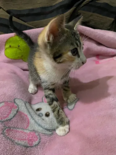 Gatinha para doação