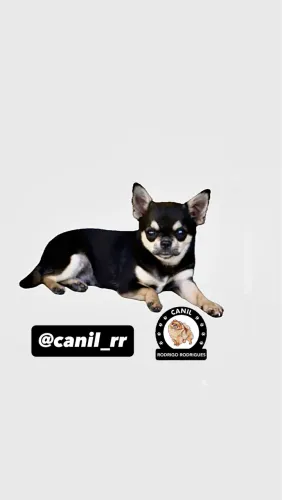 Chihuahua macho