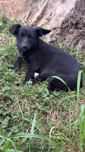 Corgi + galgo para adoção
