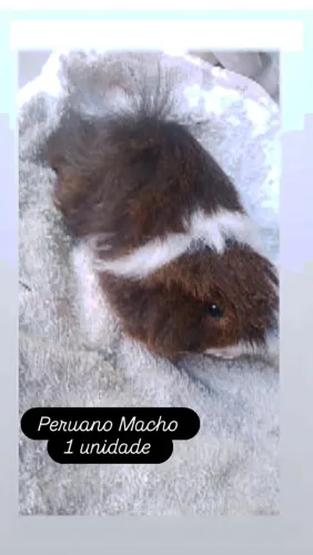 Porquinho da Índia Peruano Bicolor 