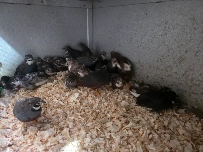 Codornas chinesas disponível 20 machos 
