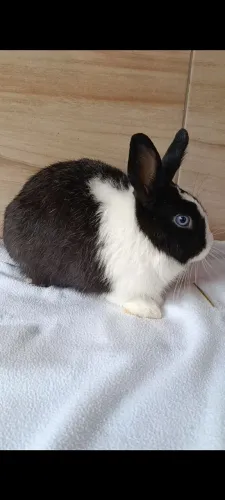 Coelho Adulto Netherland dwarf 
