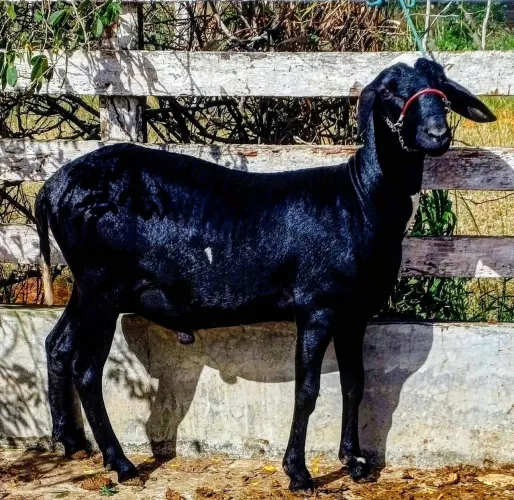 Carneiros Santa Inês Puros