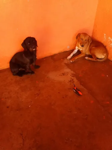 Estou doando esses dois cachorros
