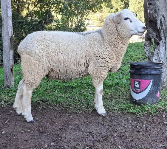 Carneiro Reprodutor Texel PO
