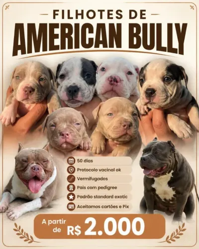 American Bully exotic