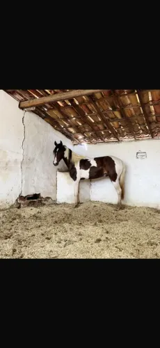 Potro mangalarga genuíno