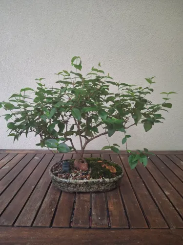Pre-bonsai de Pitanga. 