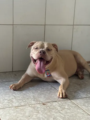 Cachorro Pit monster