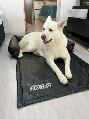 Caminha para cachorro