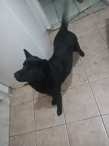 DOAÇÃO CACHORRO