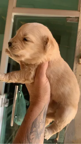 Golden Retrivier Machos e Fêmeas