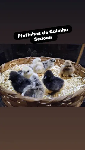 Pintinhos de Sedosa 