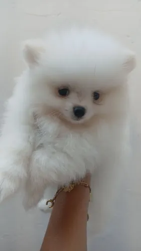 Spitz Alemão Anao Ursinho com pedigree! Somente macho