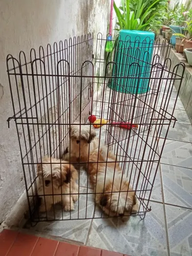 Vendo três filhotes de cachorro