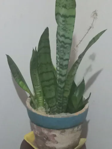 Vaso com planta 