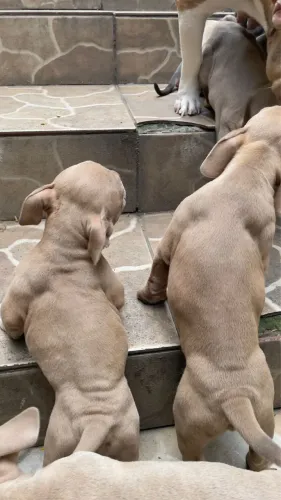 American Bully
