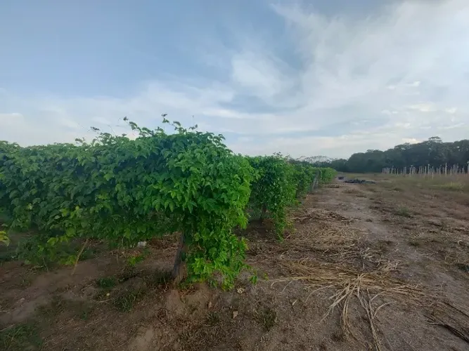 50 hectares há65 km de Castanhal por R$ 450 mil reais