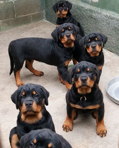 Filhotes Rottweiler puros o quarteto de emoção 