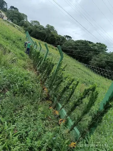 Podocarpo para cerca viva 