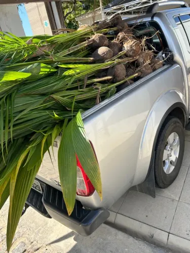 Mudas de coco anão