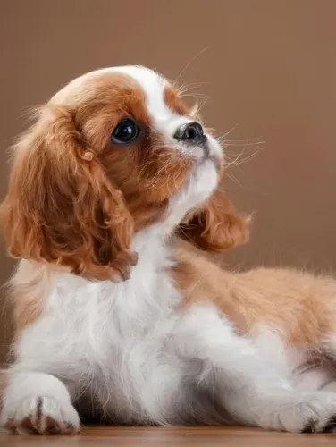 Filhotes de Cavalier King à venda! ?