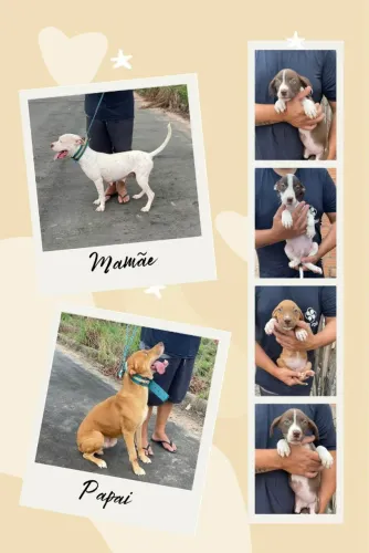 Filhotes de APBT American pit bull terrier