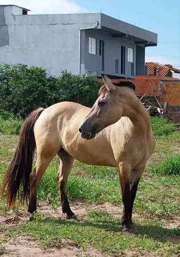 Vendo Égua Crioula