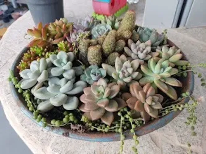 Plantas Cactos Suculentas Espada São Jorge Lambari Roxo apartir d 10 reais Monto Terrarios