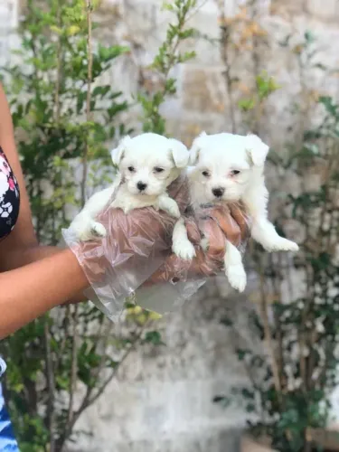 Maltês tamanho micro e padrão, com garantias e suporte veterinário de maneira gratuita!
