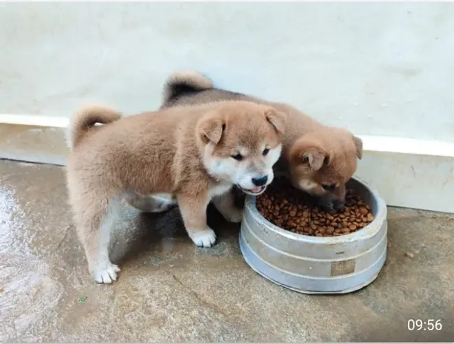 Filhotes de Shiba inu