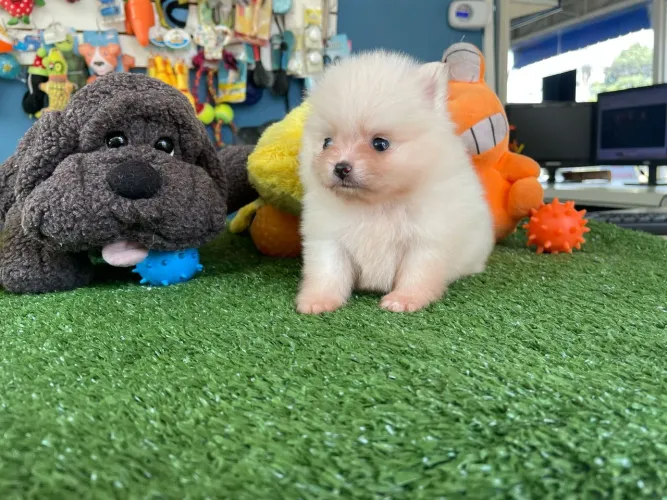 Filhote de Pomeranian machinho a pronta entrega