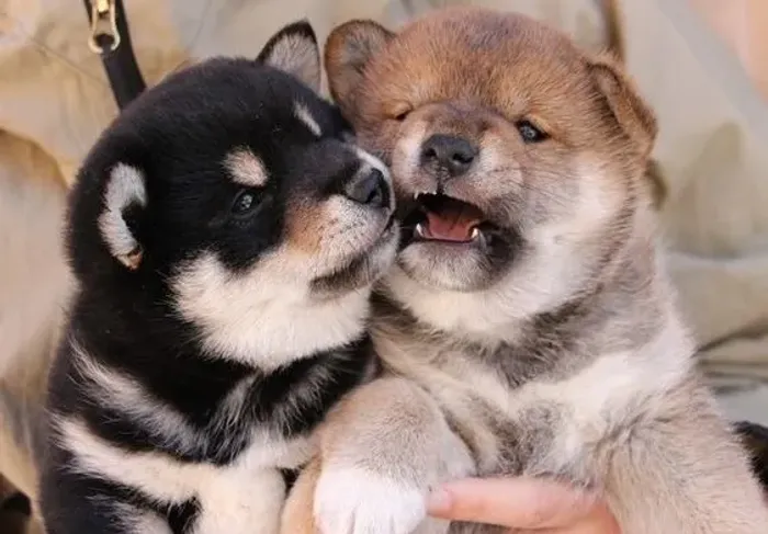 Maravilhosos Shiba Inu disponíveis! 