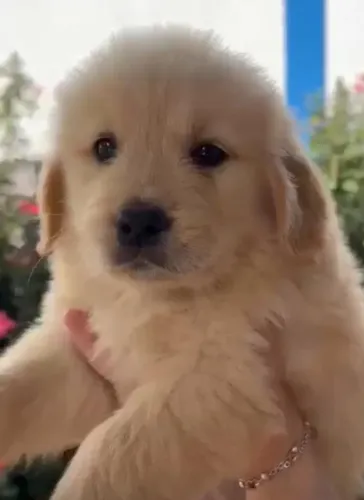 Golden Retriever - Carinhoso, Dócil e Pronto para a Nova Família!