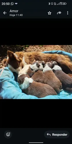 Border Collie Filhotes