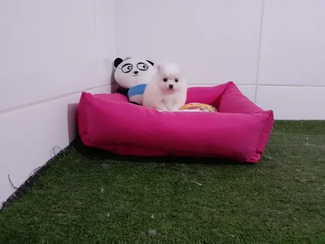 '.' Lulu da Pomerania anão '.'