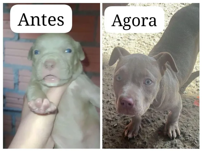 American Pitbull terrier