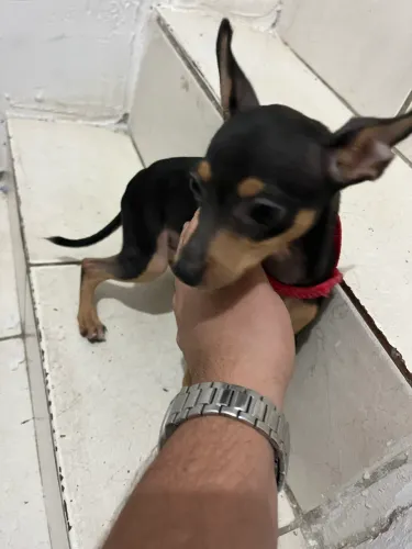 Pinscher 0 dócil 