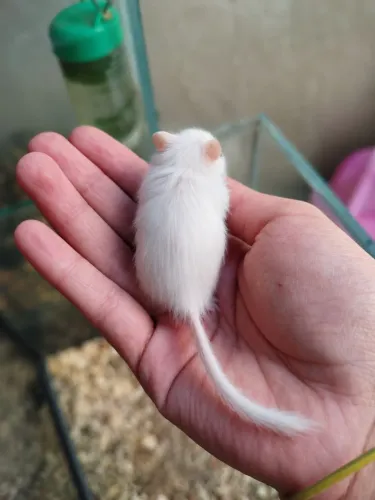 Filhotes de Gerbil 
