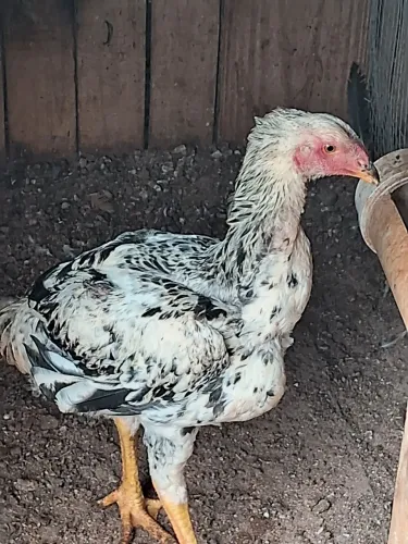 Vendas galo e galinha