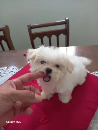 Maltês Filhotinho