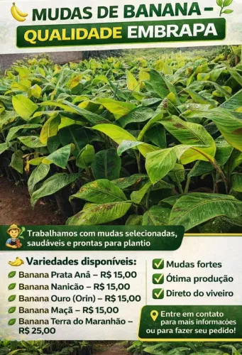 MUDAS DE BANANA EMBRAPA PROMOÇAO