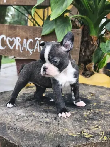Boston Terrier