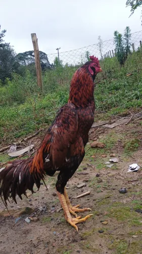 Galo índio