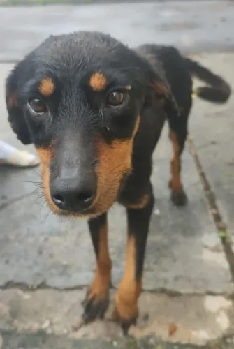 Doação de American Rottweiler