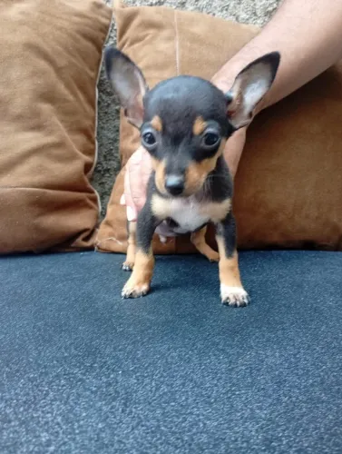 Filhotes machos e fêmeas de Pinscher e Yorkshire
