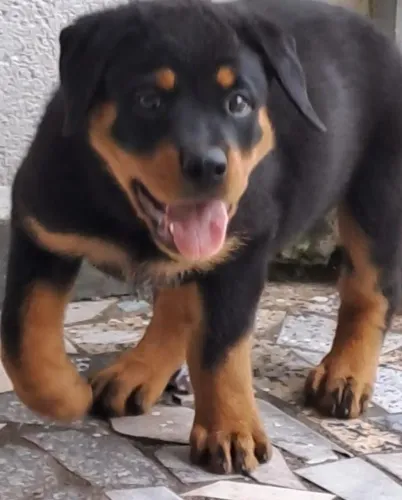 Rottweiler Filhotes GGG pronta entrega