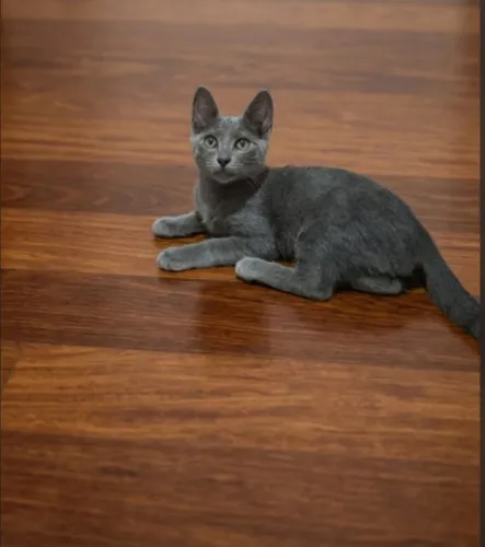 Gatinho Russian Blue 4 mess Macho CASTRADO Lindão