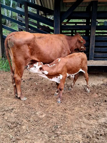 Vendo duas vacas de cria 
